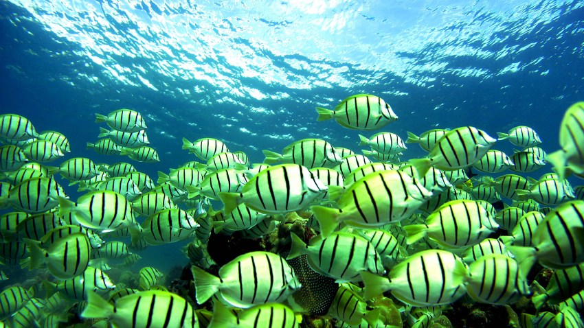 51997523DM004_Coral_Reefs