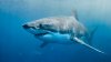 Massachusetts' 1st White Shark of the Season Spotted Off Nantucket