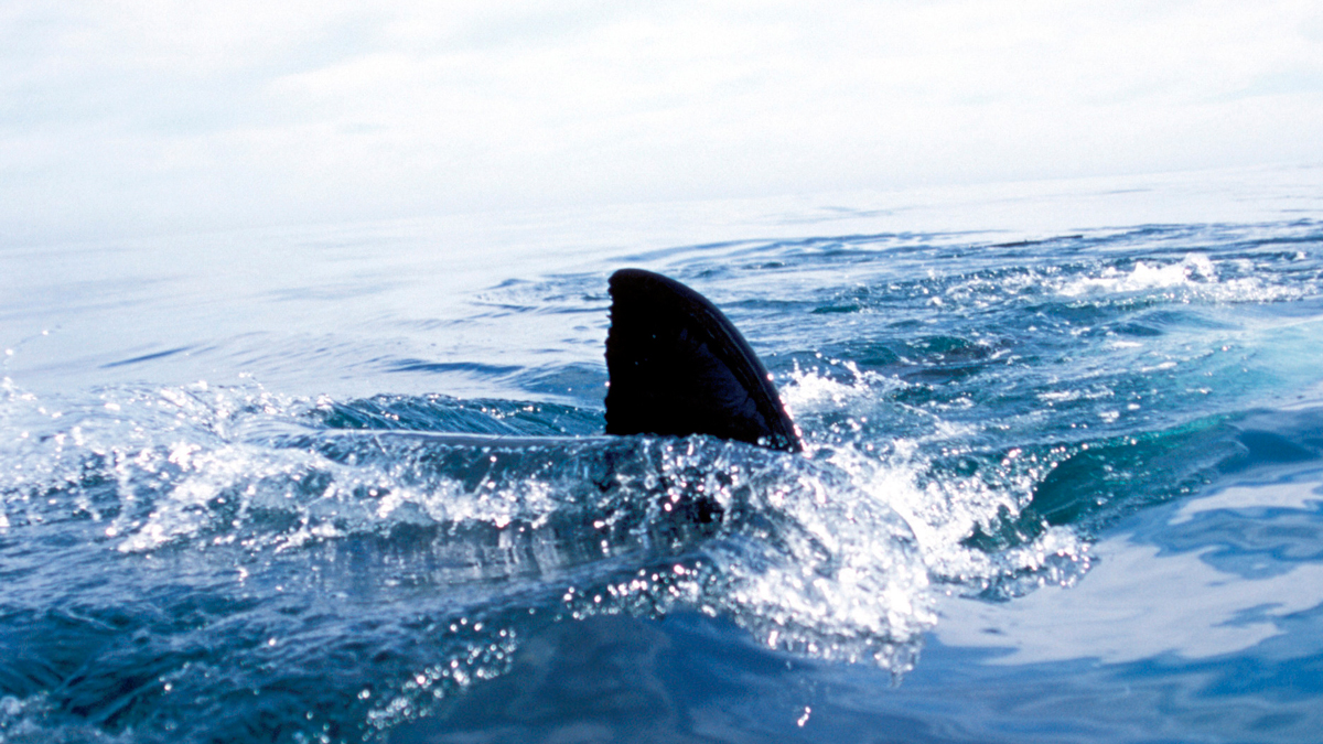 波士顿女子在巴哈马鲨鱼袭击中丧生：报道