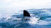Cape Cod Beach Closed Due to Shark Sighting