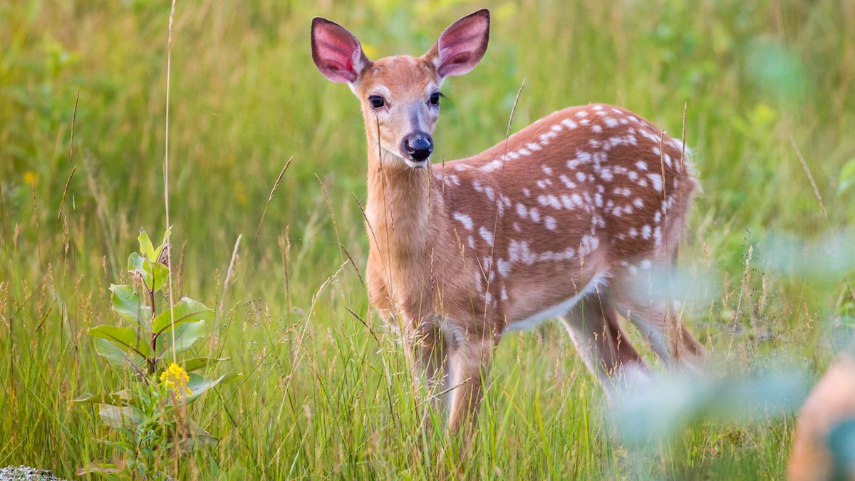 Deer Crashes on the Rise in Massachusetts. Here’s Where They Happen the ...