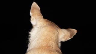 Chihuahua Looking Back