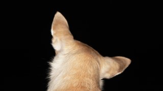Chihuahua Looking Back