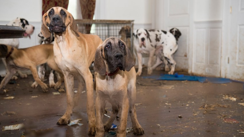Great Danes Wolfeboro