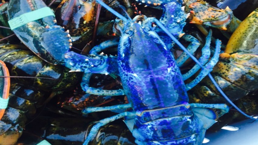 blue lobster