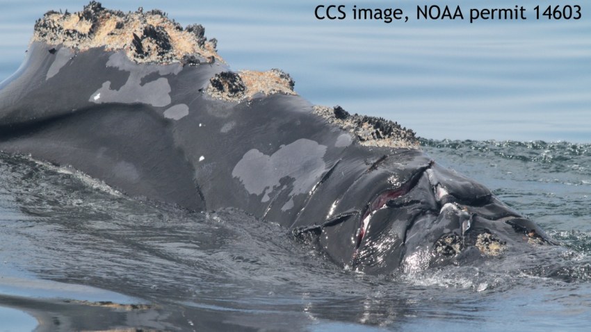 Injured Right Whale 050815