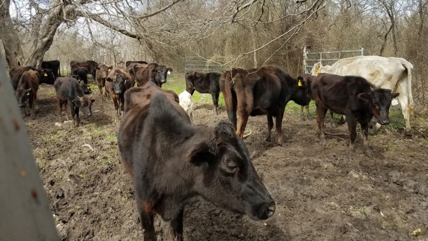 Johnson-County-starving-cows-021619