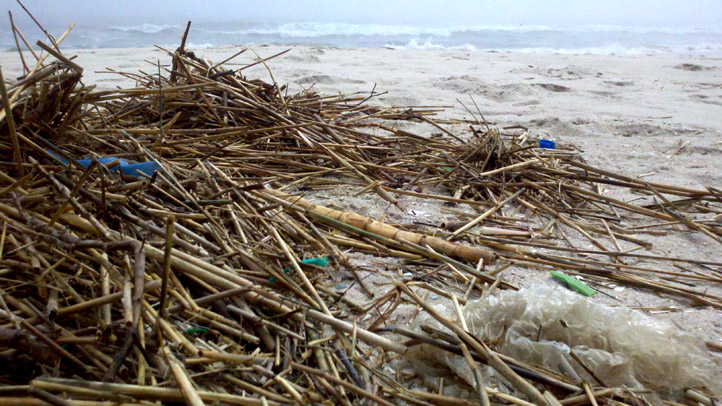LBI Eelgrass Junk