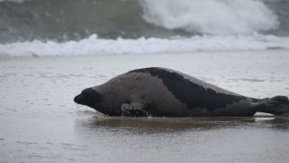 Seal heading toward water