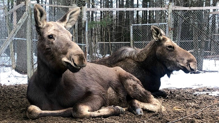 Maggie Moose Maine