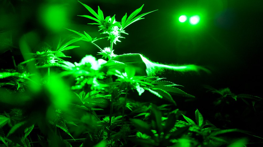 Marijuana Opioids