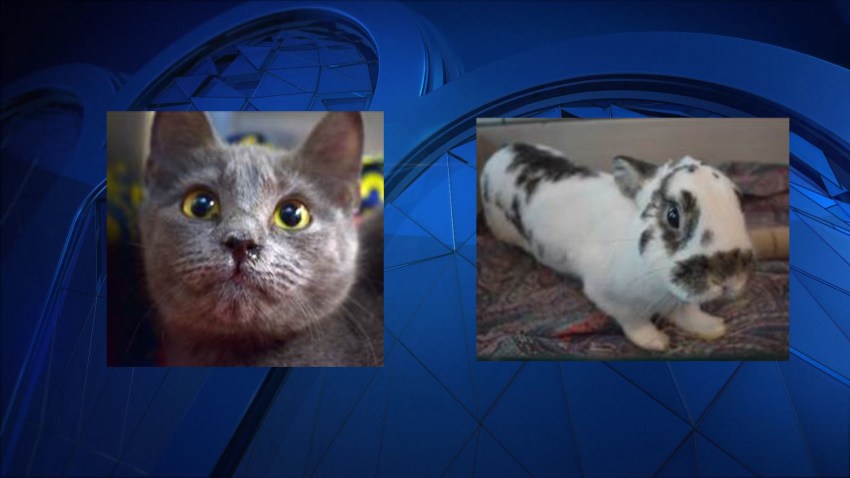 NH Animals 011618