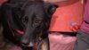 4 German Shepherds in ‘Unprecedented' Animal Cruelty Case Remain in Shelter