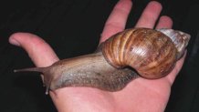 PHI African_Giant_Snail