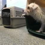 Photo 4_credit MSPCA_Angell