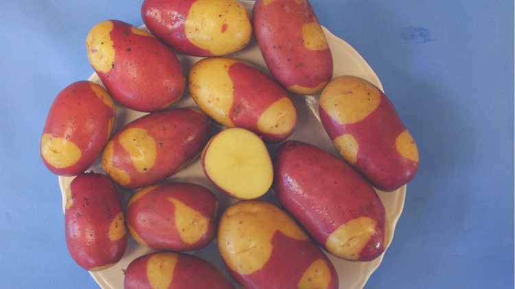 Pinto Gold potato