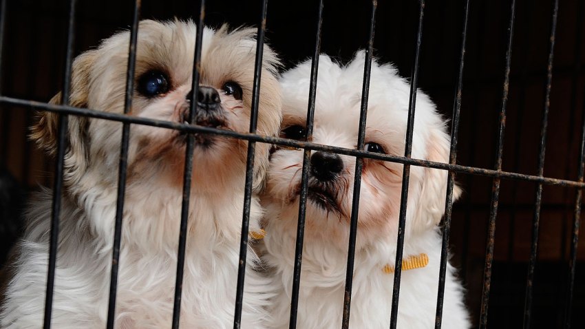 The Puppy Mill Problem Where They Persist And Why Nbc Boston