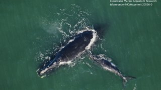 North Atlantic Right Whale