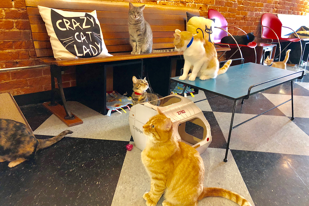Cat Cafes New Purrfect Paradises For At Risk Shelter Cats Nbc Boston
