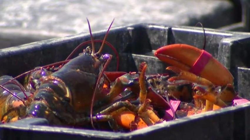 Rules_For_Lobster_Fishing_Could_Get_More_Strict.jpg