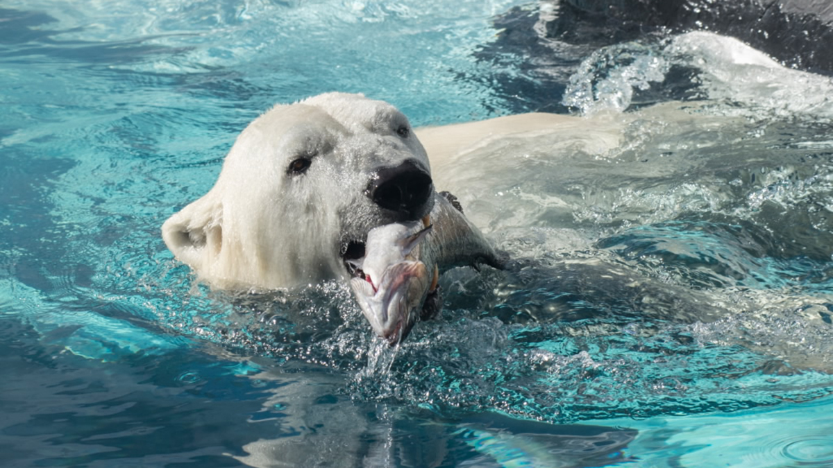 Extinction Event How Climate Change May Spell Doom for the Polar Bear