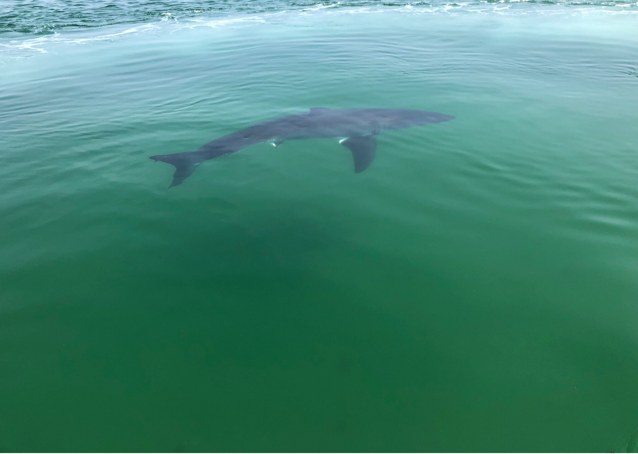 Cape Cod Sharks Over 180 Great White Sightings Already This Summer