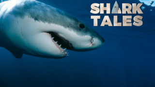 Shark Tales Article Image