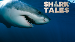 Shark Tales Article Image