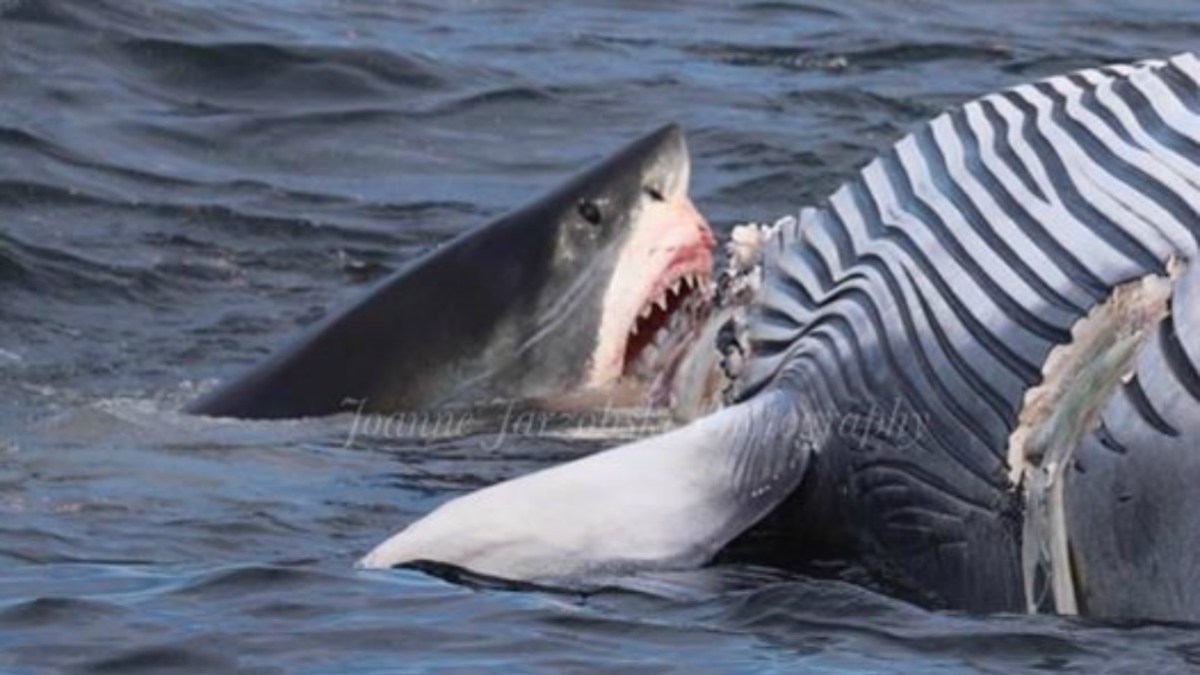 White Shark Eats Whale on Cape Cod – NBC Boston