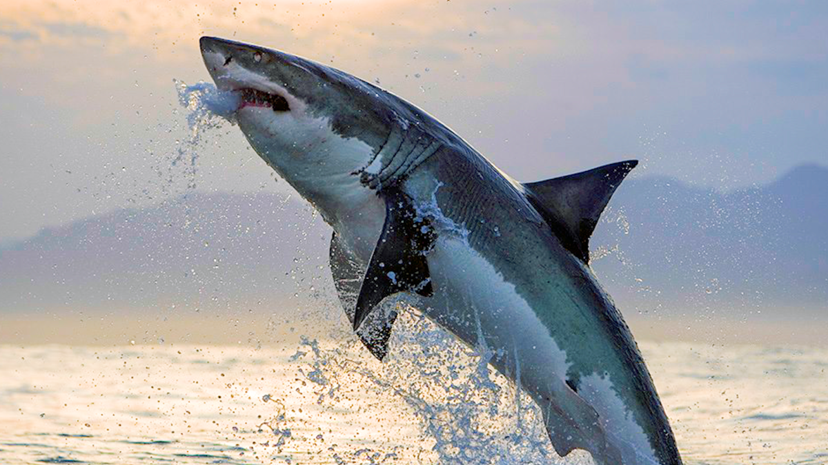 Great White Sharks Can Jump Out Of The Water Nbc Boston