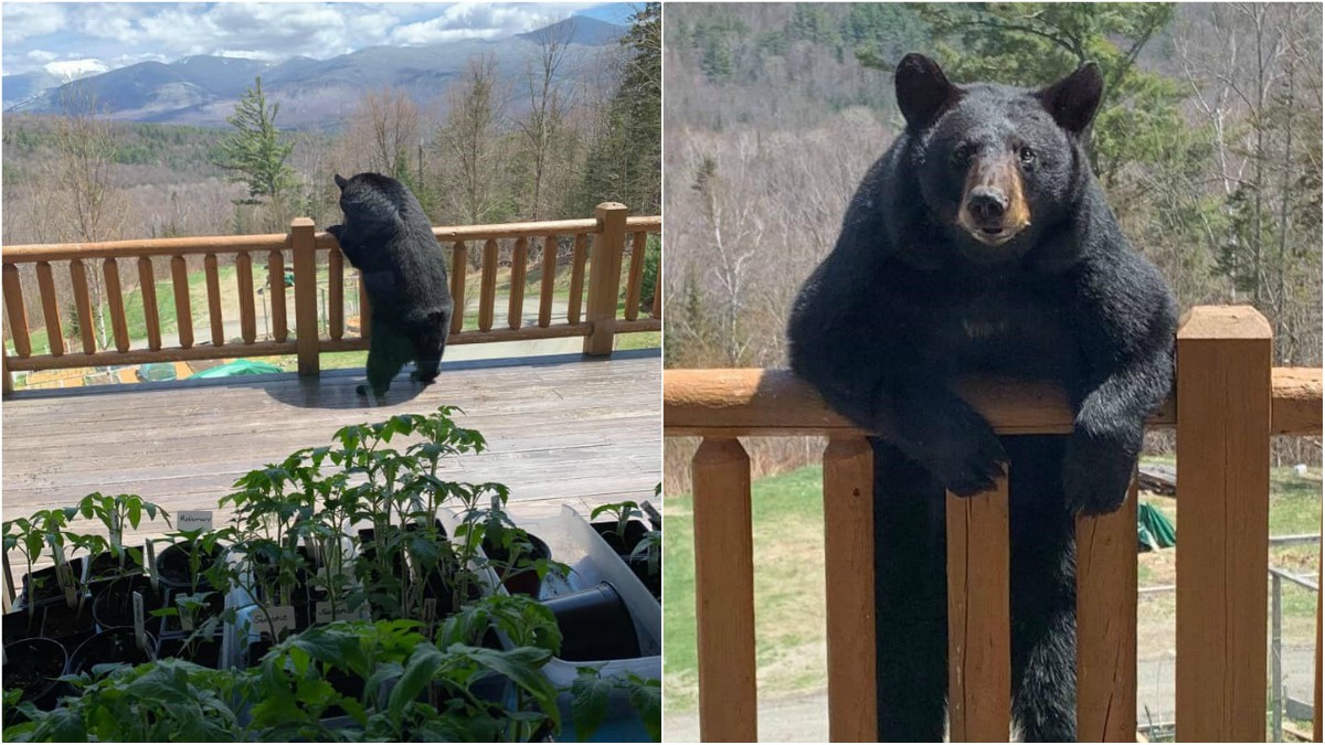 Bear Climbs Onto Porch and Enjoys the View in Sugar Hill, NH NBC Boston