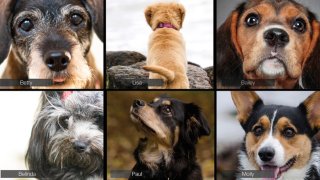 A composite image shows various dogs on a "conference call."