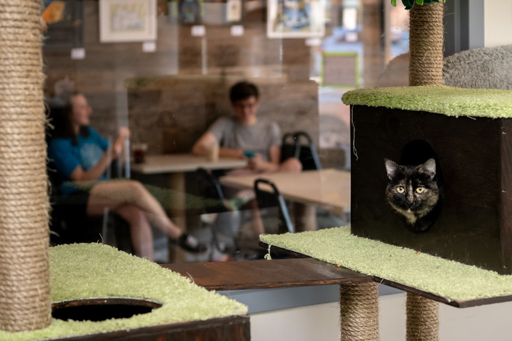 Cat Cafés New Purrfect Paradises for AtRisk Shelter Cats NBC Boston