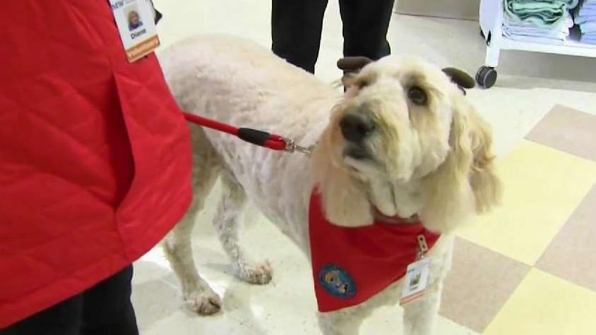 Meet Toby the Therapy Dog