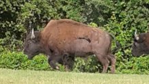 ULSTER COUNTY BISON_1