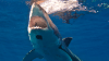 North Shore beach reopen to swimming after reported shark sighting