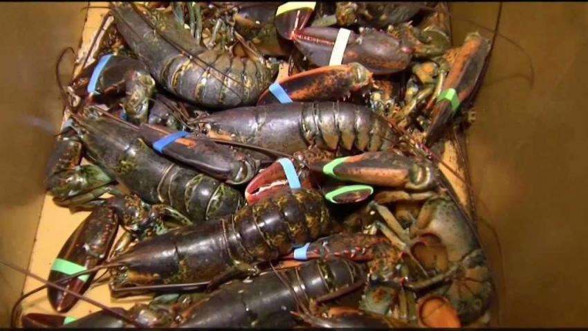 Whales_and_Lobster_Prices.jpg