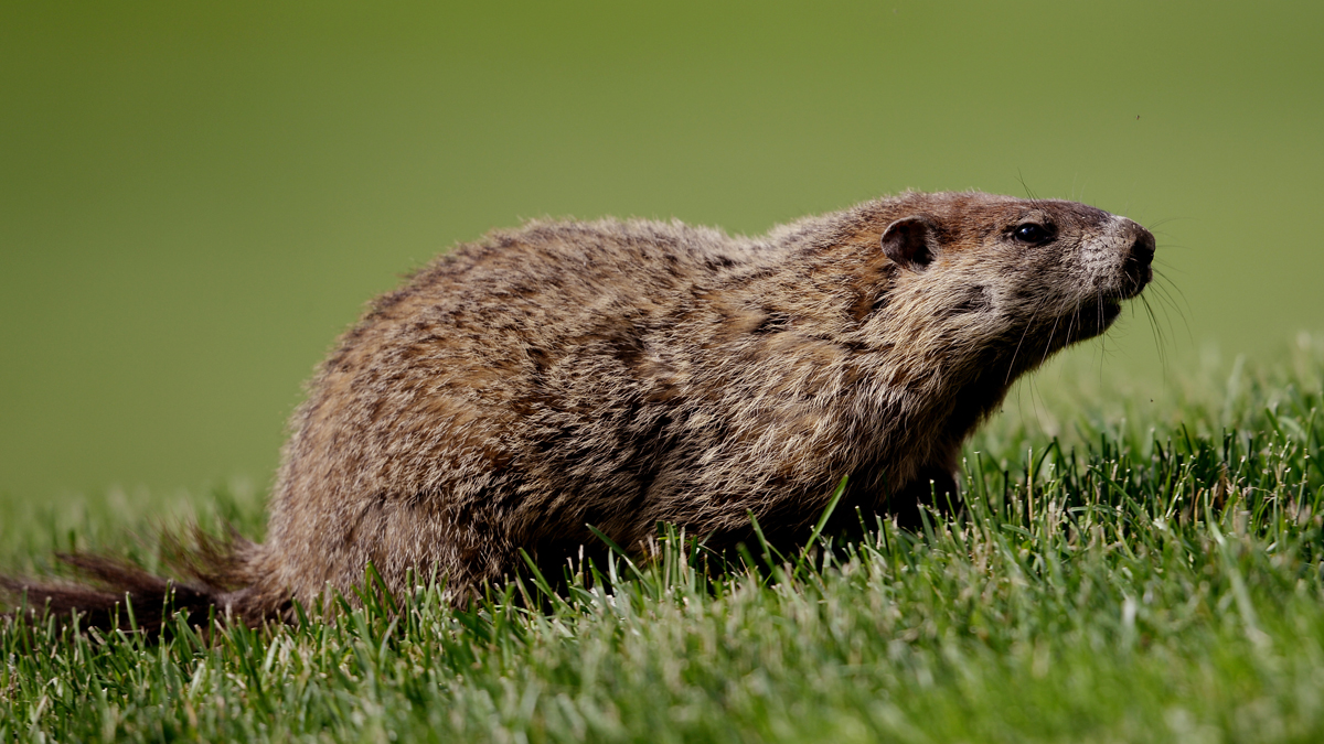 Dartmouth MA rabies warning woodchuck at ice cream shop – NBC Boston