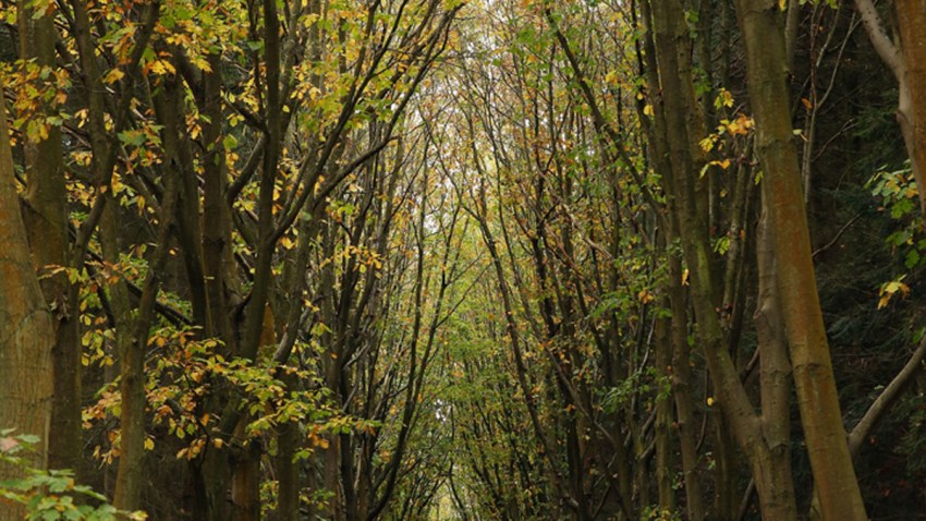 Woods-Generic Trees