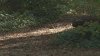 Rockland police search for man accused of grabbing woman walking in woods