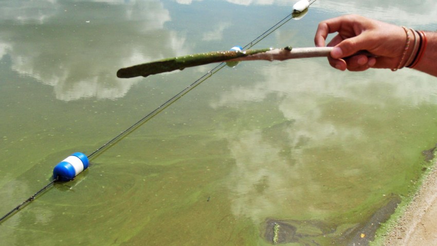 algae warning ny