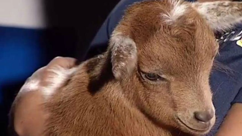 baby goat 421