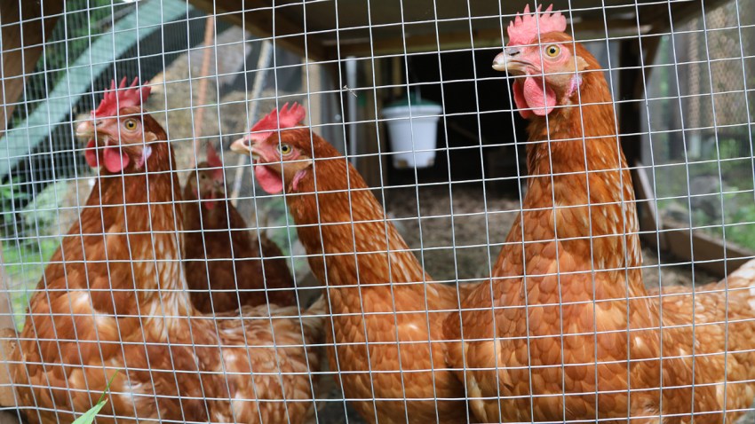 Cdc Backyard Chickens Likely Cause Of Salmonella Outbreaks Nbc