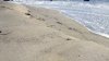 Bystanders rescue 4 swimmers in distress off Cape Cod
