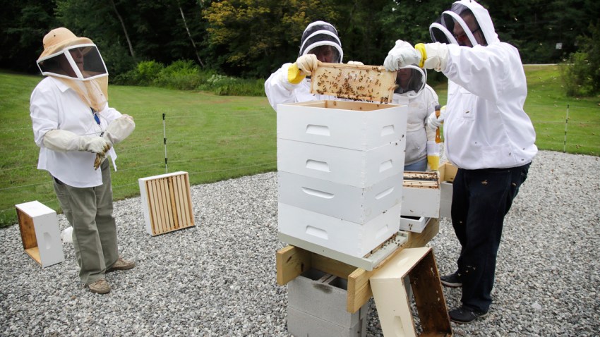 Veterans Raising Bees