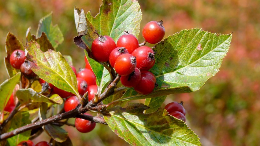 Europe Threatened Trees