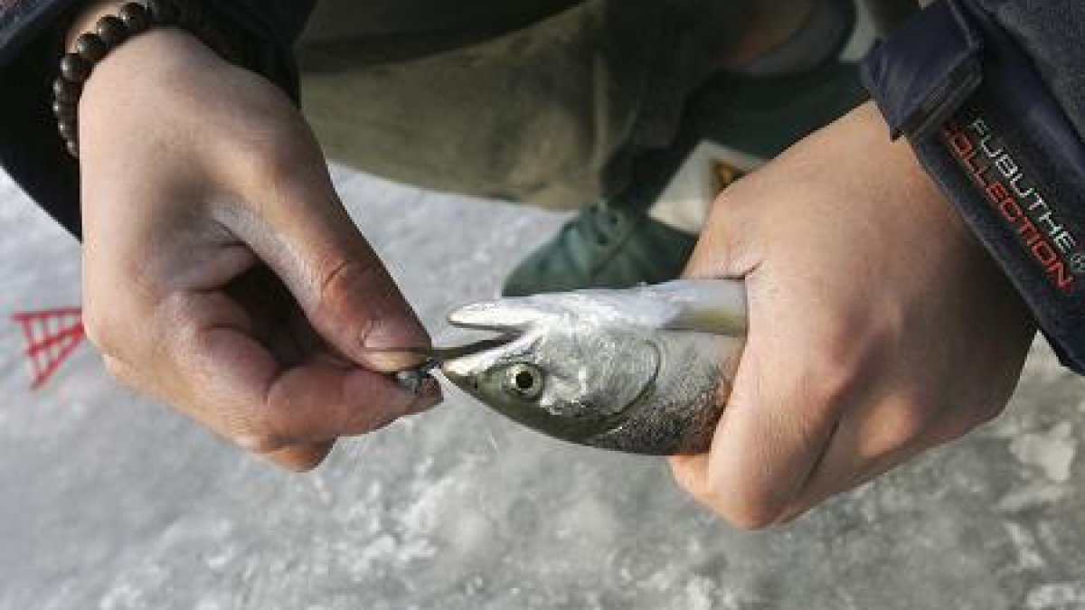 Trout Stocking Program Underway in Mass. NBC Boston