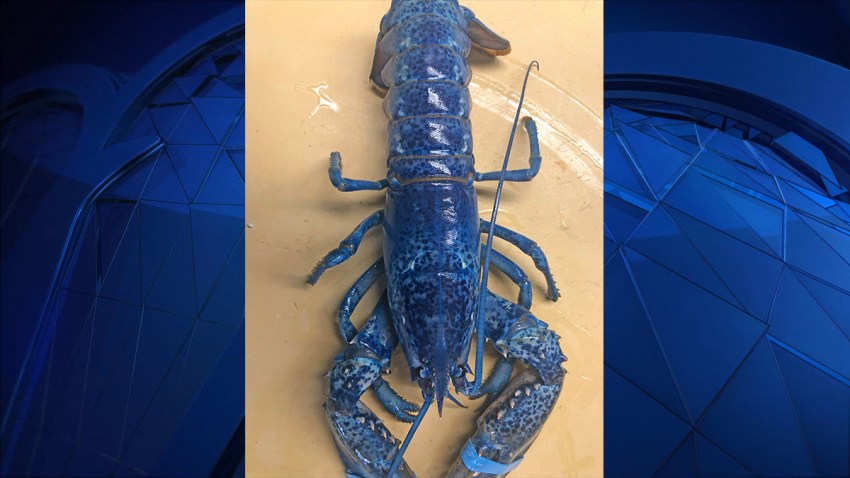 blue lobster with blue background