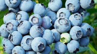blueberry_cluster 722