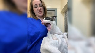 Ramona yawns as Dr. Rebecca Fellman of the MSPCA adoption center clinic checks in on her.